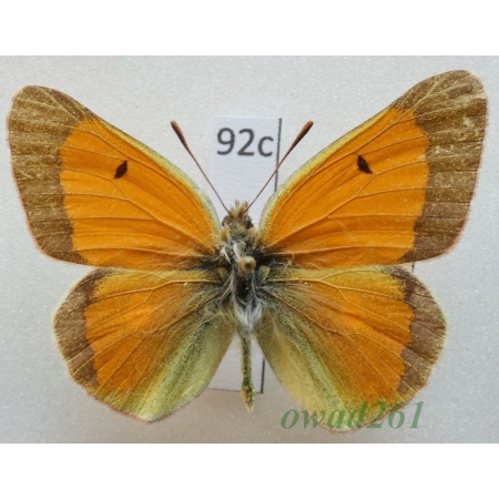Colias regia Grum-Grshimailo, 1887 male Kyrgyzstan92c